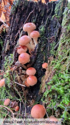 Hypholoma lateritium
