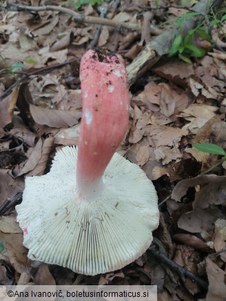 Russula aurora