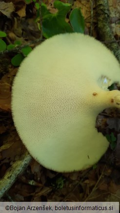 Polyporus tuberaster