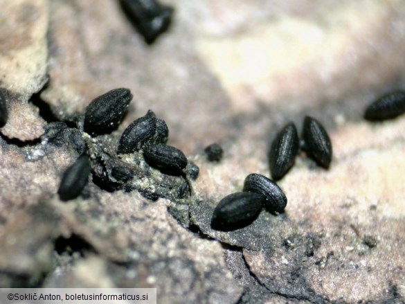 Lophium mytilinum