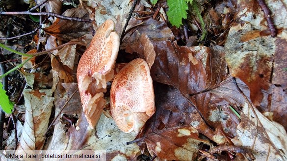 Cortinarius bolaris