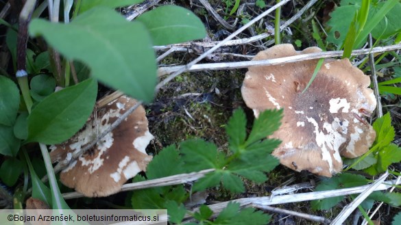 Polyporus ciliatus