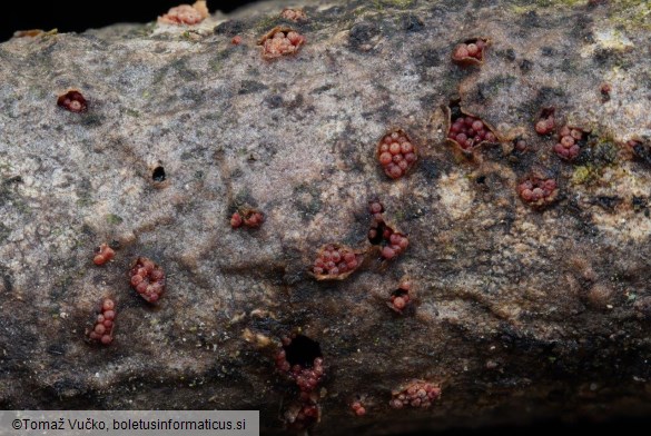 Thyronectria aurigera