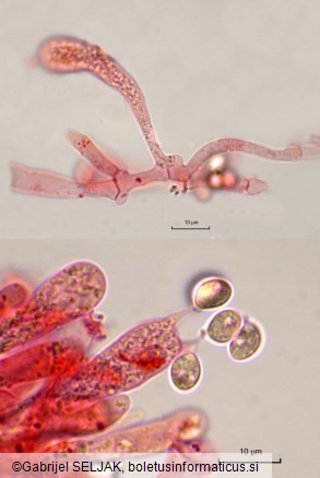 Leucocortinarius bulbiger