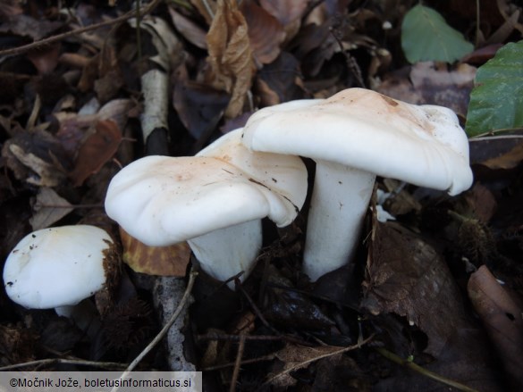 Hygrophorus poetarum