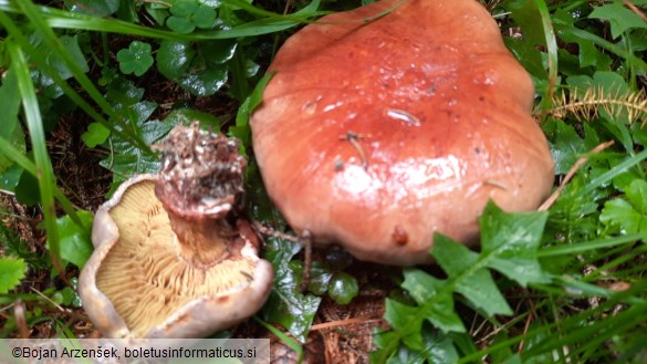 Cortinarius odorifer