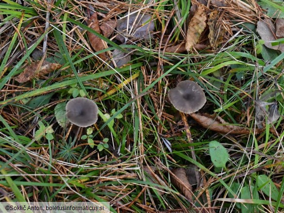 Clitocybe metachroa