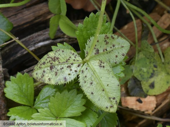 Uromyces minor