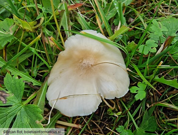 Cuphophyllus fornicatus