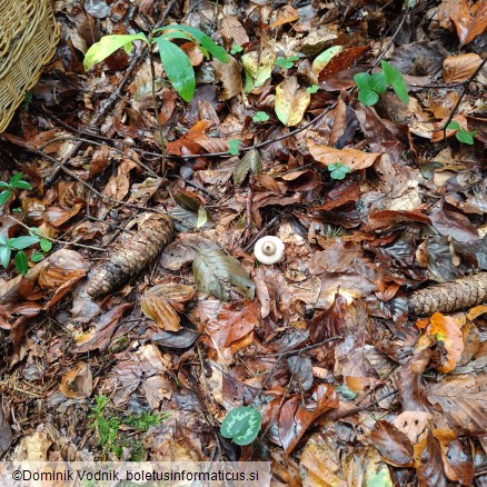 Geastrum fimbriatum