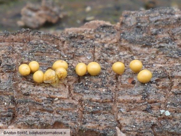 Hemitrichia montana