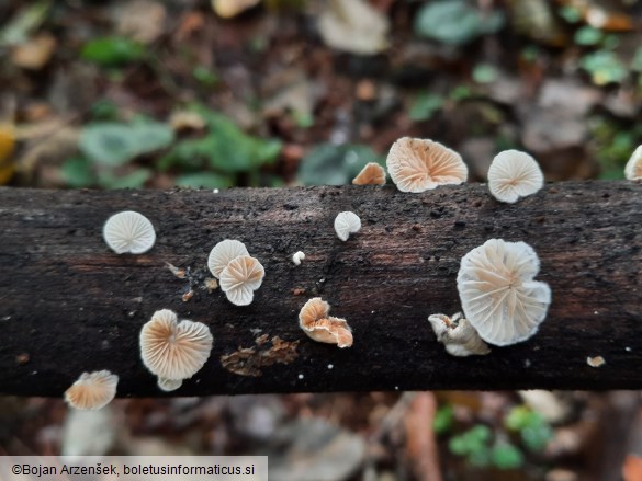 Crepidotus cesatii