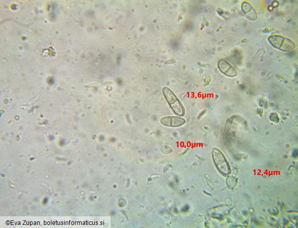 Thyronectria sinopica
