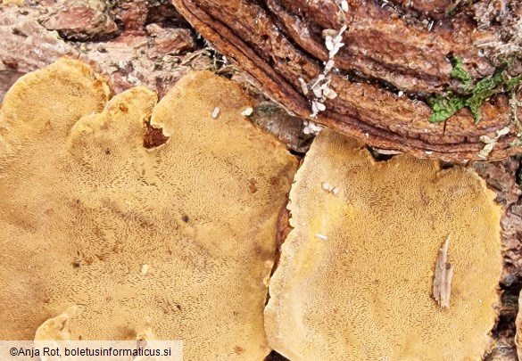 Phellinopsis conchata