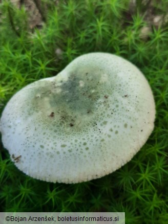 Russula virescens