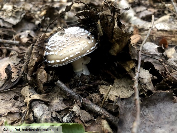Amanita pantherina