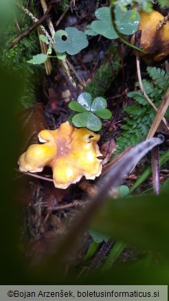 Cantharellus amethysteus