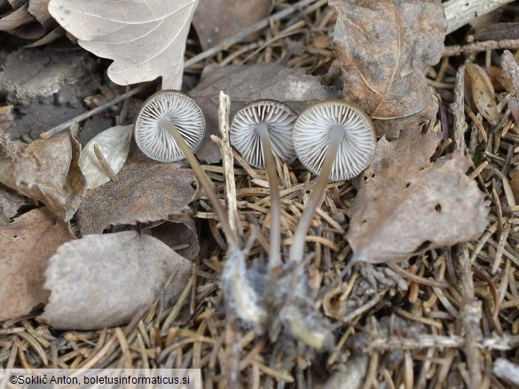 Mycena plumipes