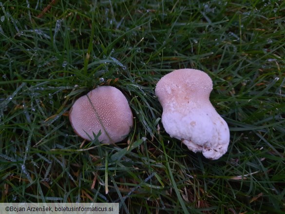 Lycoperdon excipuliforme