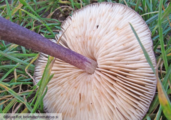 Entoloma allochroum