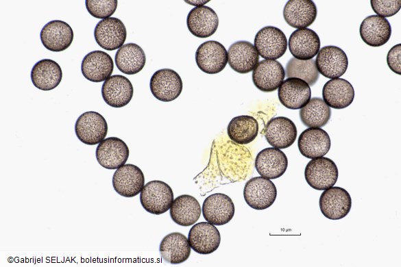 Physarum auriscalpium