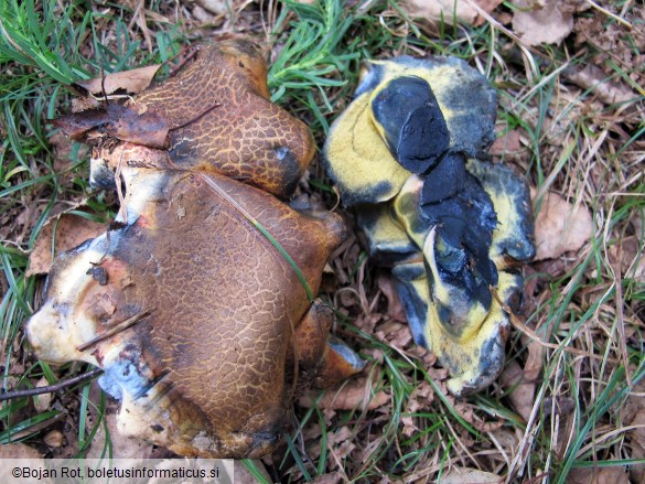 Cyanoboletus pulverulentus
