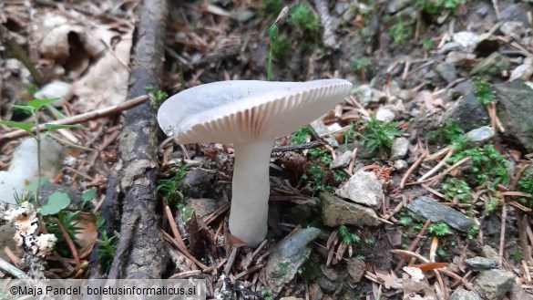 Russula azurea