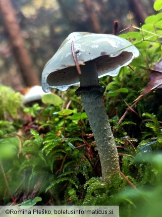 Stropharia aeruginosa