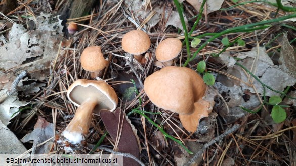 Suillus bovinus