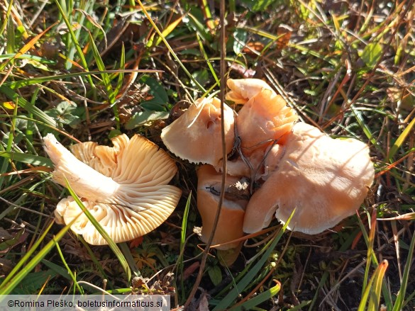 Cuphophyllus pratensis