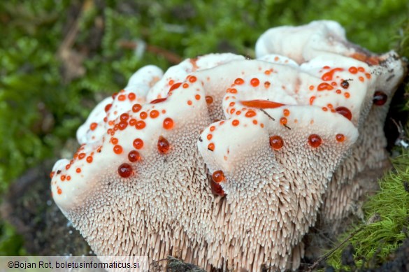 Hydnellum peckii