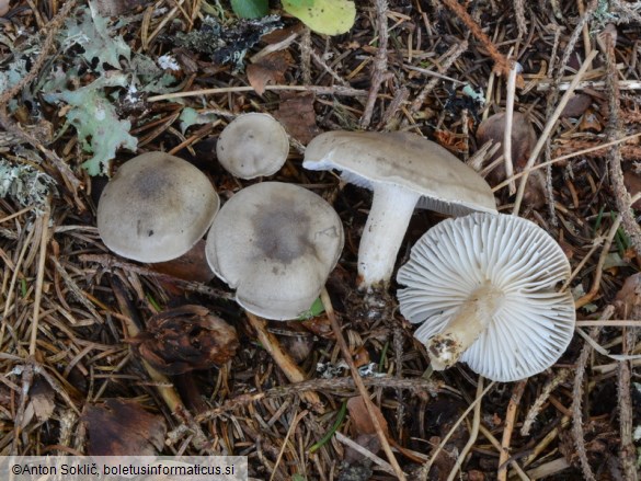 Hygrophorus agathosmus