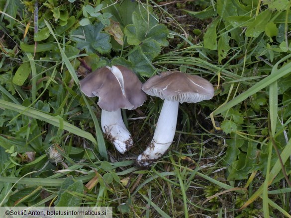 Dermoloma bellerianum