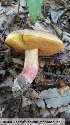 Butyriboletus appendiculatus