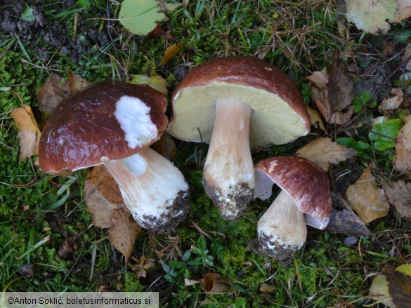 Boletus pinophilus