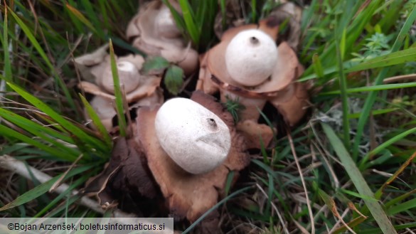 Geastrum triplex