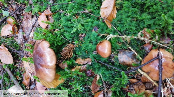 Tricholoma pessundatum