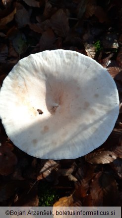 Clitocybe geotropa