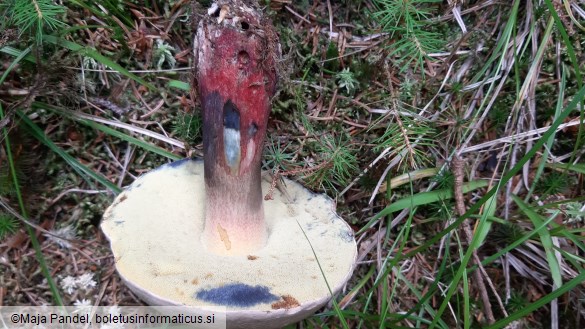 Boletus calopus