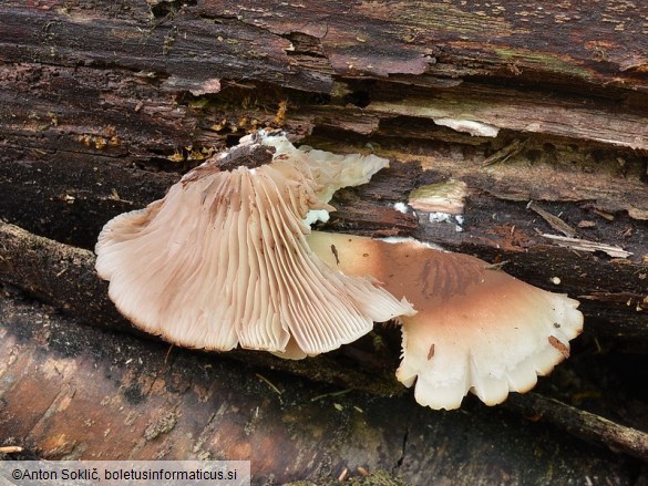 Crepidotus malachius