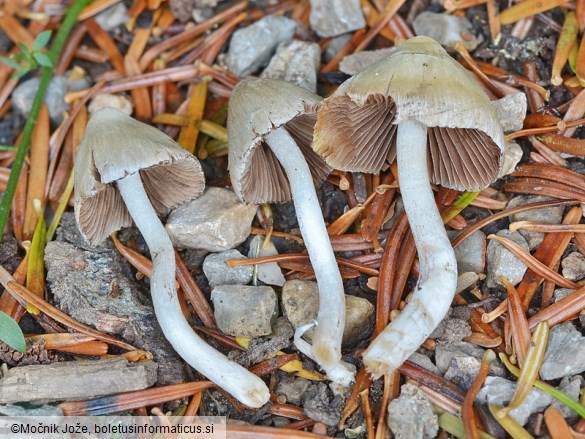 Coprinopsis marcescibilis