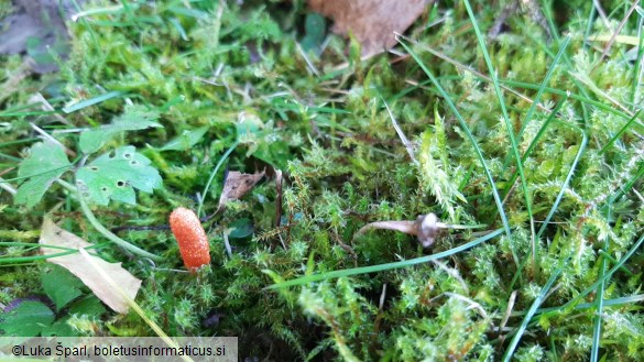 Cordyceps militaris