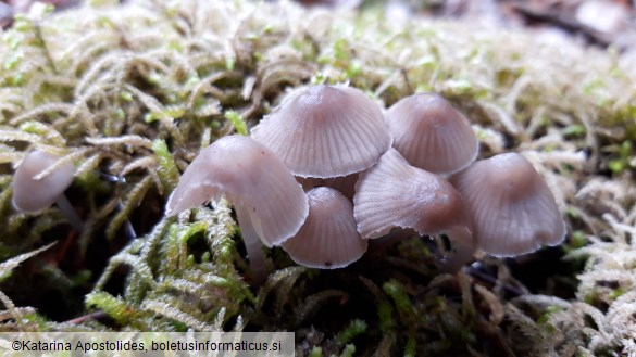 Mycena leptocephala