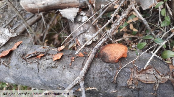 Pycnoporus cinnabarinus