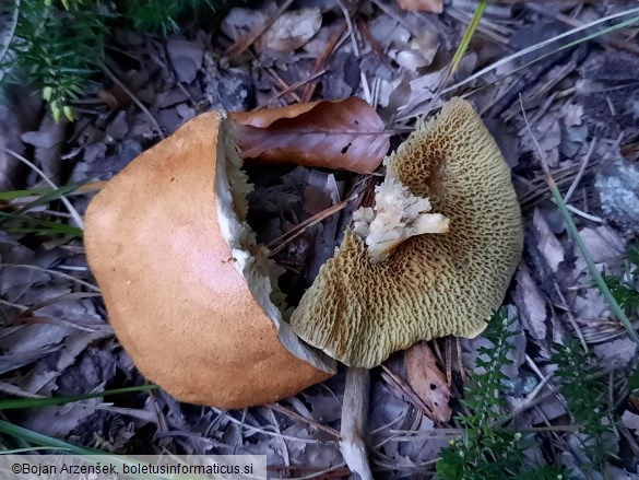 Suillus bovinus