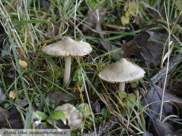 Inocybe sindonia