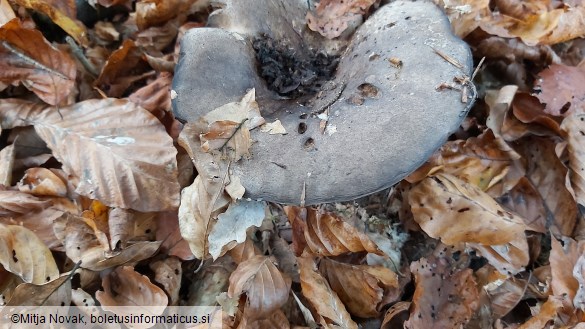 Russula nigricans