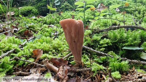 Clavariadelphus truncatus