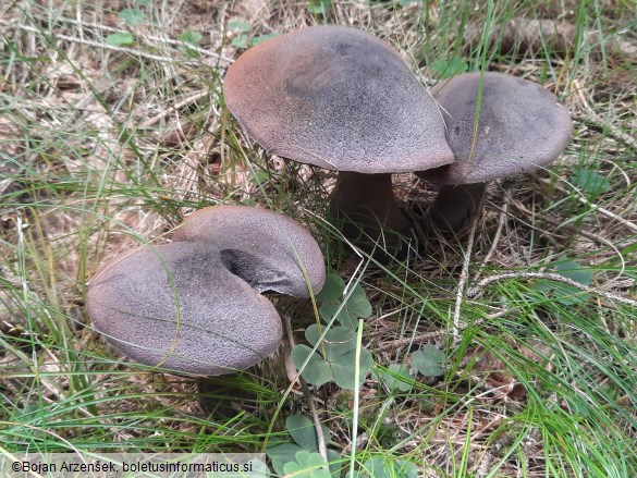 Cortinarius violaceus subsp. hercynicus