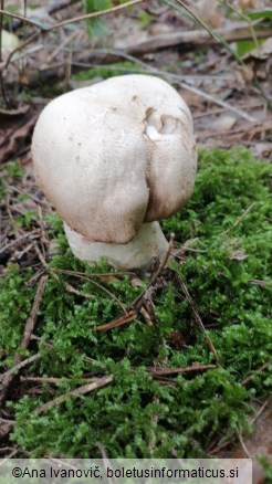 Agaricus augustus